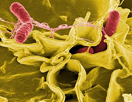 Salmonella Bacteria