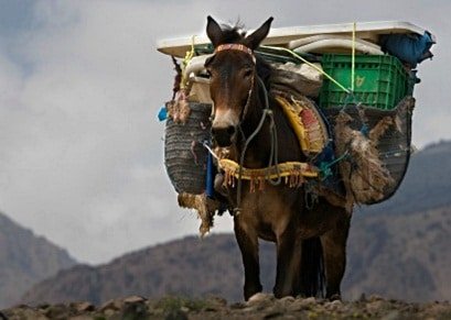 A donkey carrying heavy loads