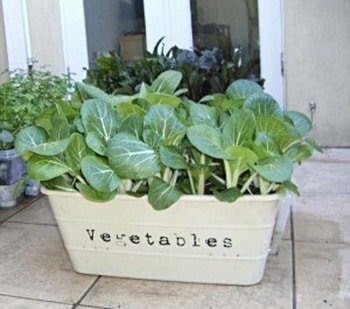 Green vegetables planted in a white rectangular pot