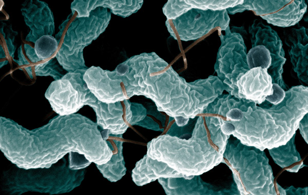 Campylobacter